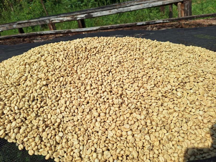 Nairobi: Coffee farm tour with pick up - Walking into Fairview Estate near Nairobi