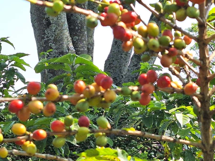 Nairobi: Coffee farm tour with pick up - Watching coffee change inside the factory
