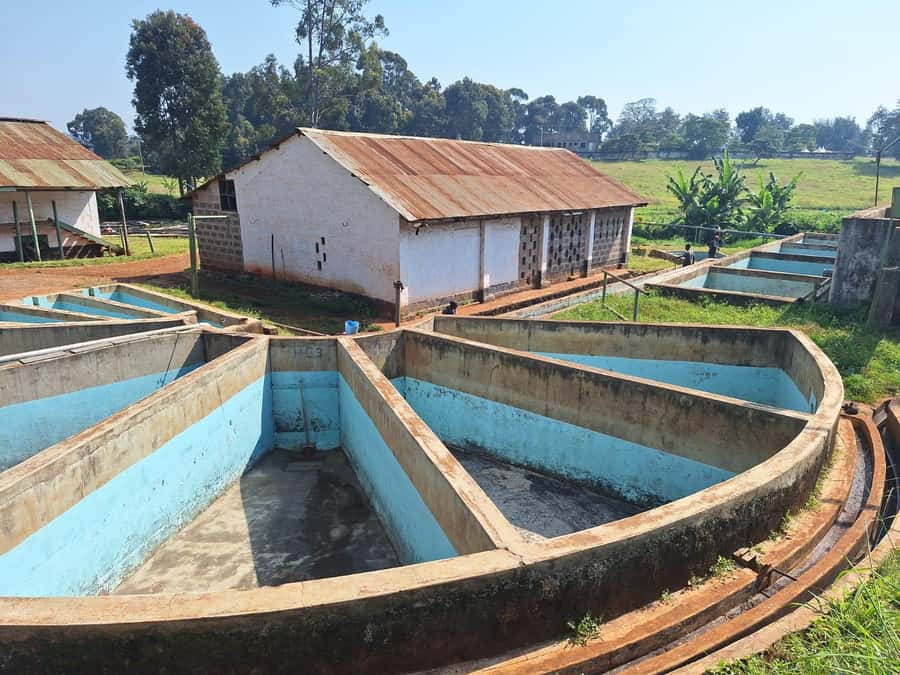 Nairobi: Coffee farm tour with pick up - Tasting Kenyan coffee by flavor notes
