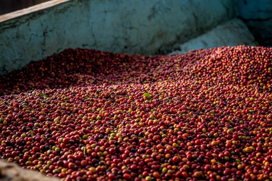 Nairobi: Guided Coffee Farm Tour with Tastings - Why this coffee visit is different from a café stop