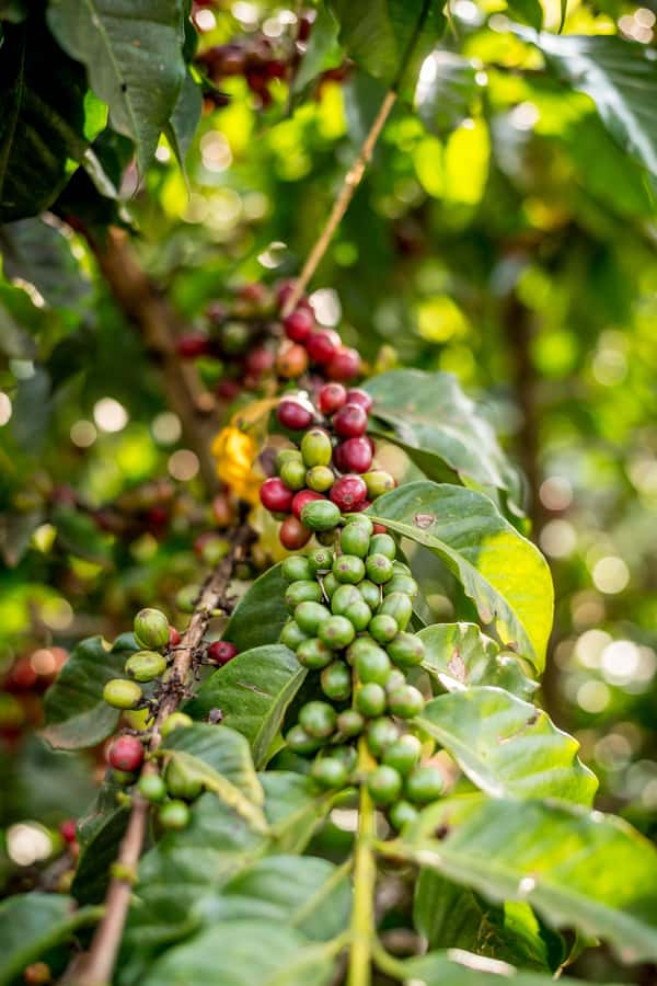 Nairobi: Guided Coffee Farm Tour with Tastings - Walking through the coffee plants