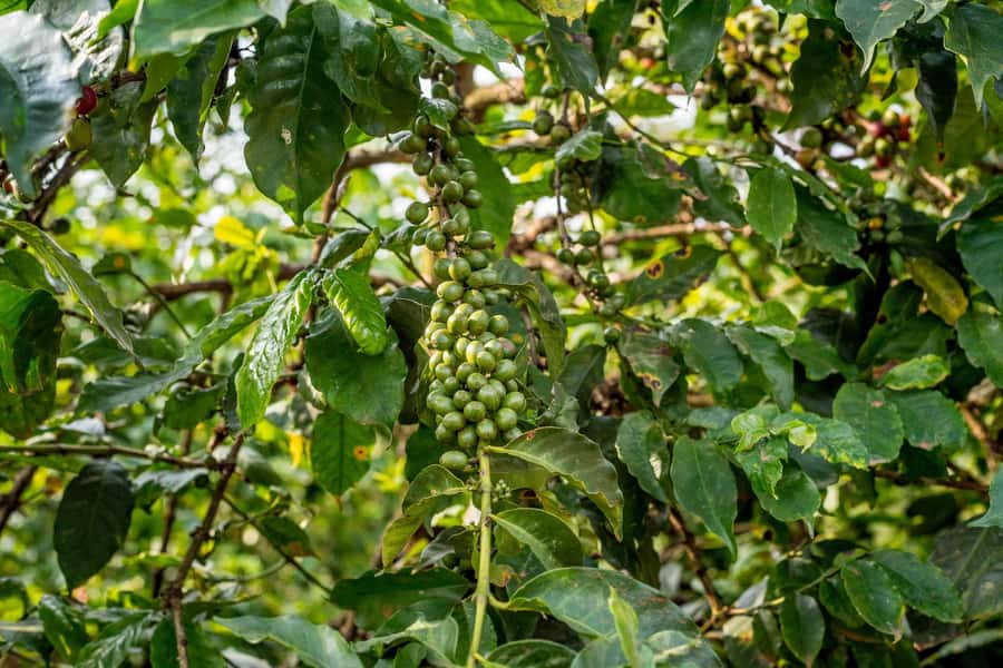 Nairobi: Guided Coffee Farm Tour with Tastings - The liquor room and coffee-tasting games