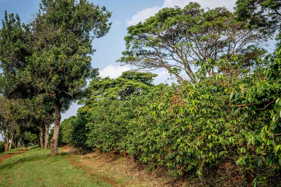 Nairobi: Guided Coffee Farm Tour with Tastings - A hot cup, snack, and Kenyan extras
