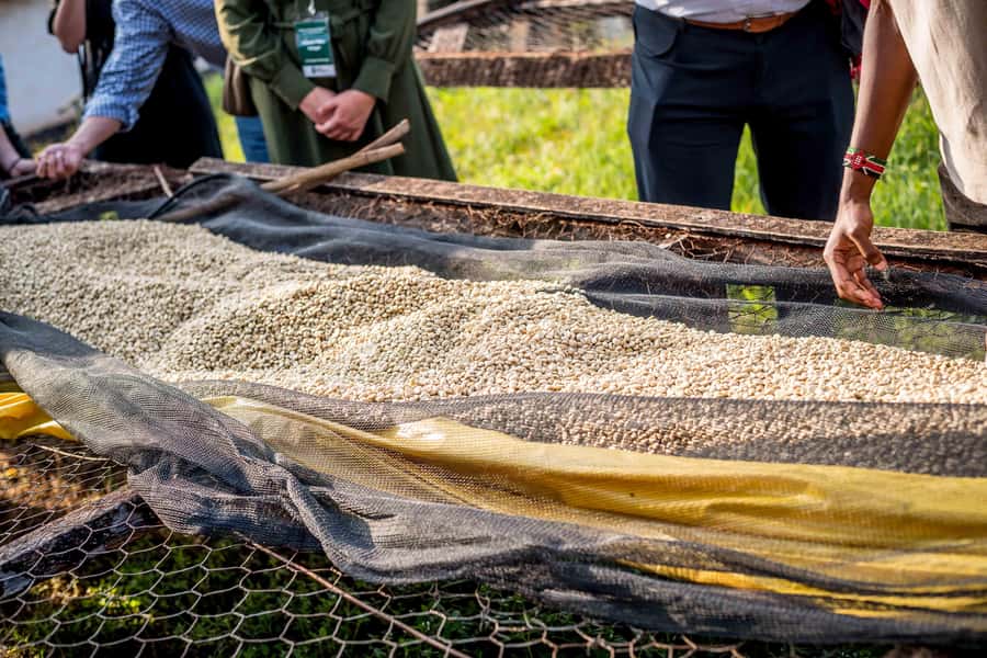 Nairobi: Guided Coffee Farm Tour with Tastings - What $27 gets you, and what to check