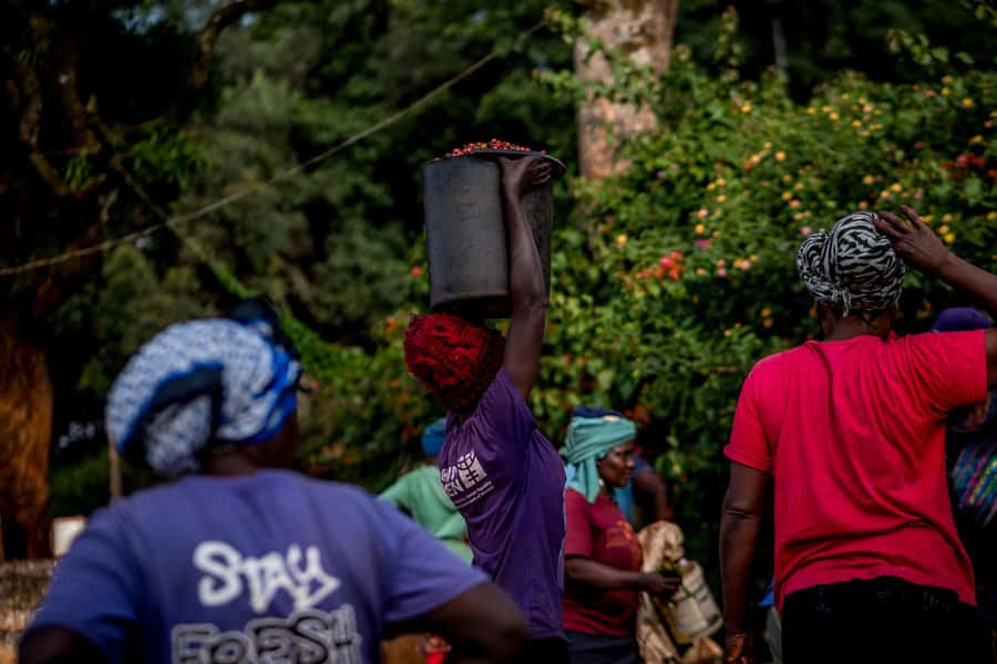 Nairobi: Guided Coffee Farm Tour with Tastings - The ride from Nairobi with Patrick Solomon