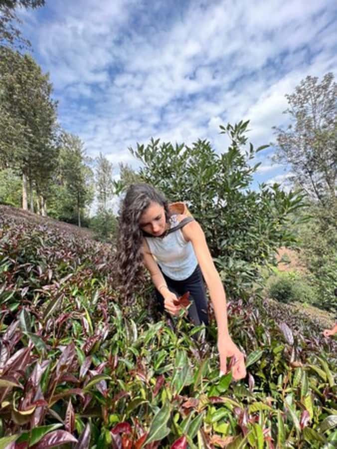 Nairobi: Purple Tea Farm Gatura Greens Day Trip - Key Points