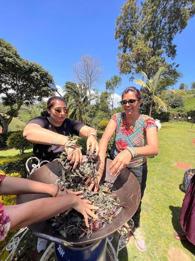 Nairobi: Purple Tea Farm Gatura Greens Day Trip - Picking Leaves in the Field