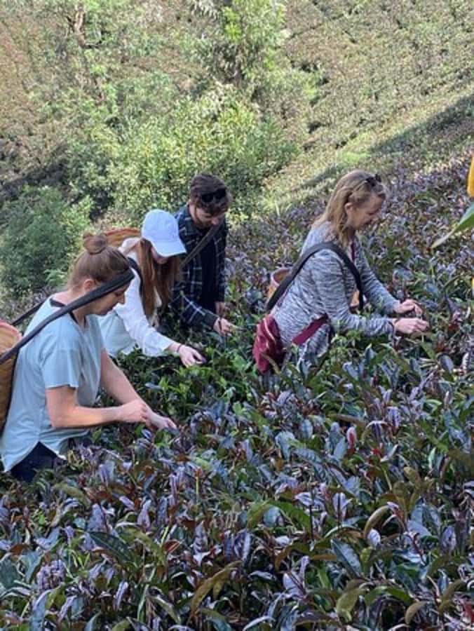 Nairobi: Purple Tea Farm Gatura Greens Day Trip - The Bamboo Forest and Waterfall Swim