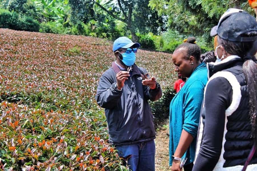 Nairobi: Purple Tea Farm Gatura Greens Day Trip - A Farm Lunch With Tea in the Menu