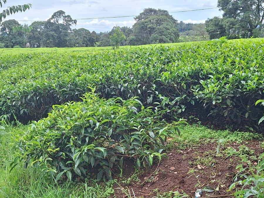 Nairobi: Tea Farm Day Trip with Lunch at kiambethu - Key points to know before you book