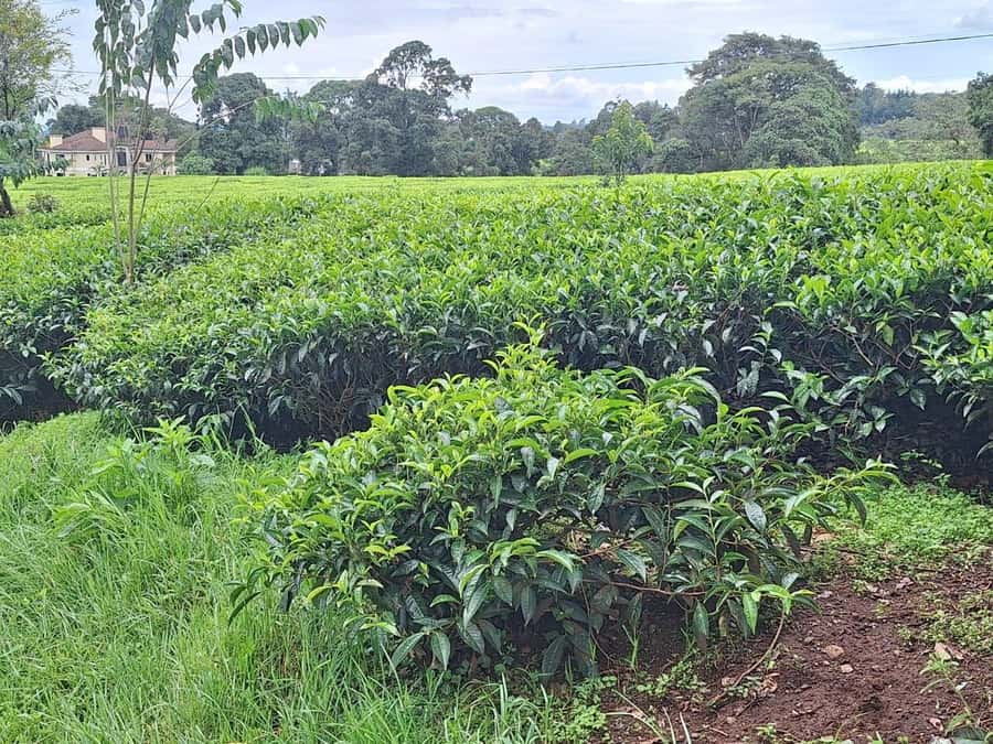 Nairobi: Tea Farm Day Trip with Lunch at kiambethu - Pickup problems can affect the whole morning