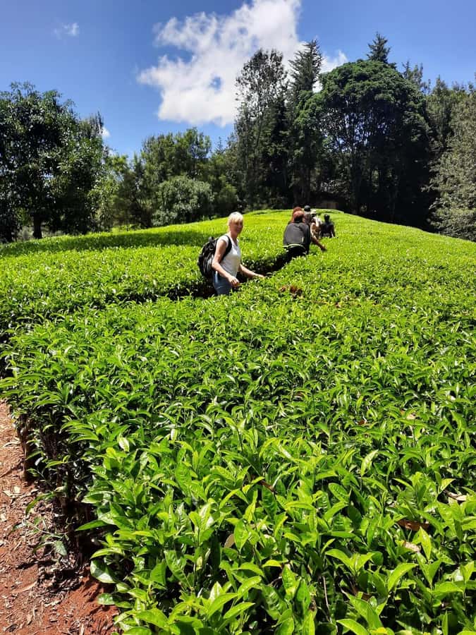 Nairobi: Tea Farm Day Trip with Lunch at kiambethu - Why Kiambethu feels different from a standard Nairobi day trip