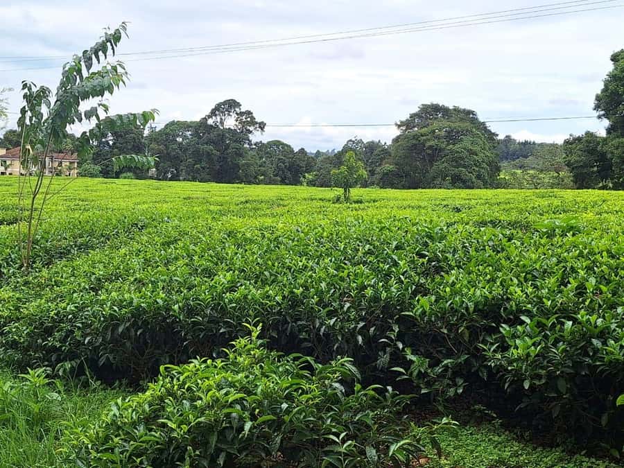 Nairobi: Tea Farm Day Trip with Lunch at kiambethu - A three-course farm lunch around 1 p.m.