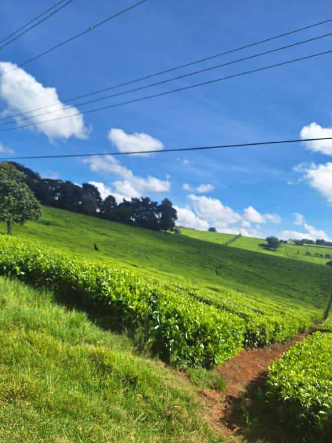 Nairobi: Tea Farm Day Trip with Lunch at kiambethu - The morning welcome starts with tea and farm stories
