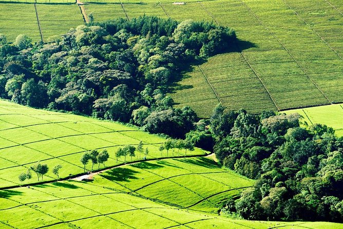 Nairobi to Kiambethu Tea Farm Tour - Tea, coffee, and the story of the farm