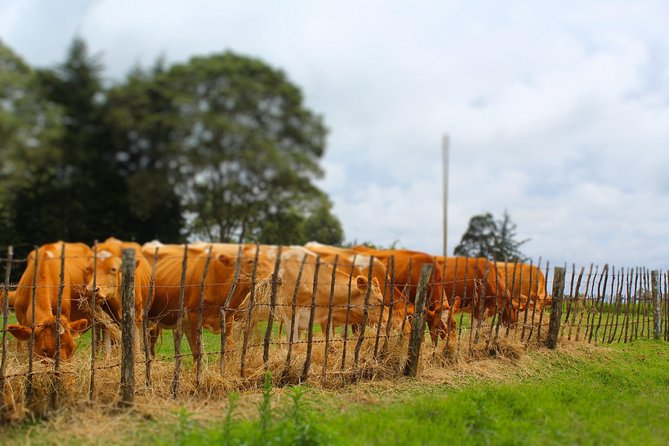 Nairobi to Kiambethu Tea Farm Tour - A long lunch on the verandah
