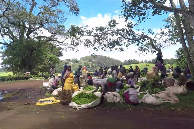 Nairobi to Kiambethu Tea Farm Tour - What the $108 price covers