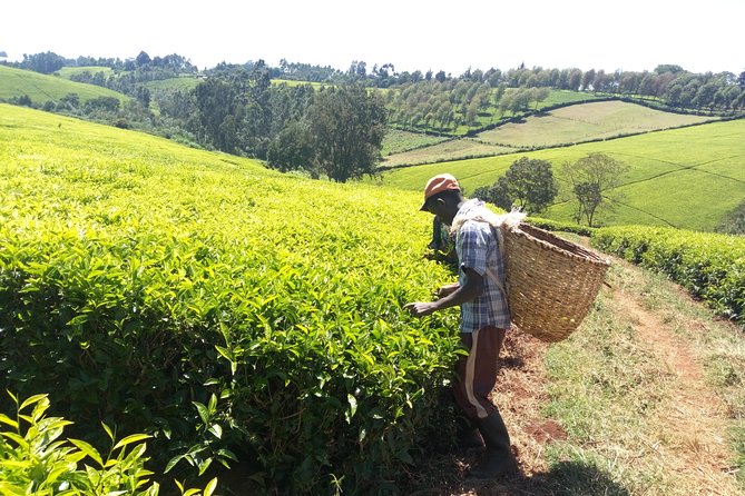 Nairobi to Kiambethu Tea Farm Tour - Practical details that affect your day
