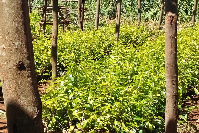 Nairobi to Kiambethu Tea Farm Tour - Should you book this tea farm day?