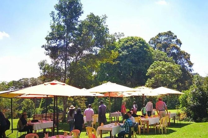 Nairobi to Kiambethu Tea Farm Tour - The tea field walk and the indigenous forest