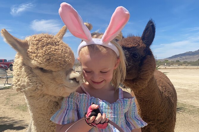Nature Health Farms Alpaca Farm Petting Zoo Pahrump Death Valley - Key points to know before you go