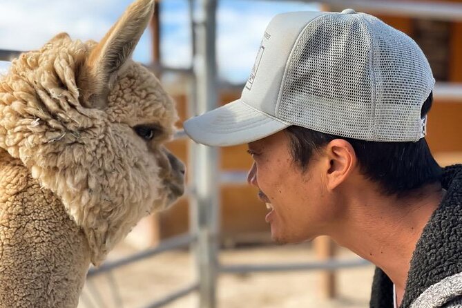 Nature Health Farms Alpaca Farm Petting Zoo Pahrump Death Valley - Antiques, Vintage Cars, Humvees, and Farm Oddities