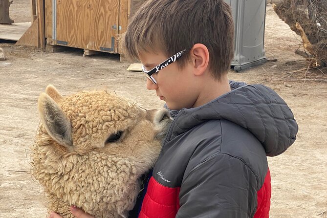 Nature Health Farms Alpaca Farm Petting Zoo Pahrump Death Valley - A Surprisingly Large Animal List