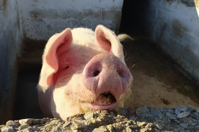 Naxos Farm Experience and cheese making - Meeting the animals before making cheese