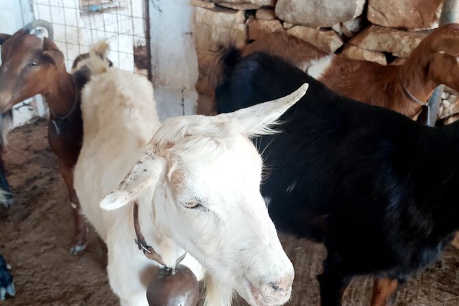 Naxos Farm Experience and cheese making - How to fit it into a Naxos itinerary