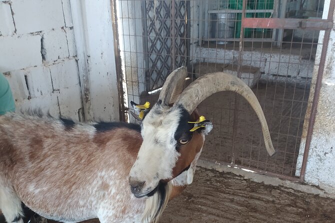 Naxos Farm Experience and cheese making - Getting to the farm in a Mercedes-Benz minivan