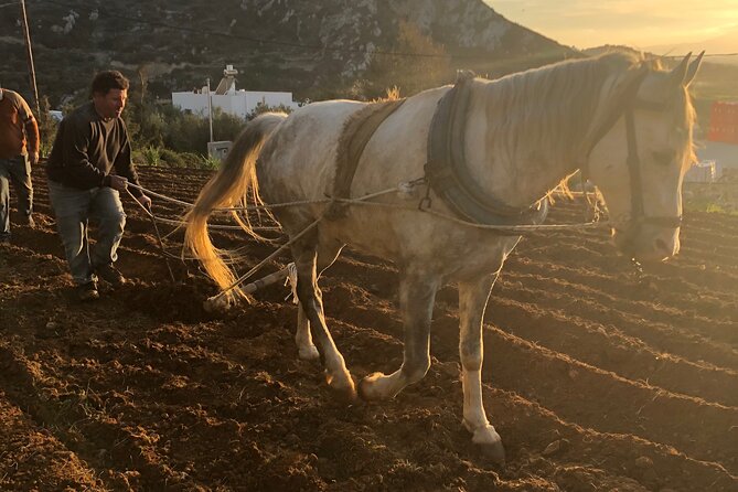 Naxos Perivoli Farm Experience & Wood-fire Cooking Class - A real Naxian farm, not a cooking school