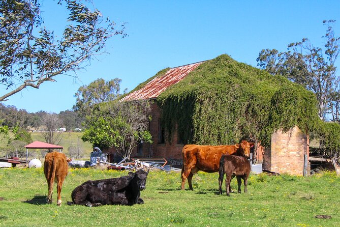 Newcastle: Country Towns River & Farm Tour with BBQ - The Allyn River and a real working farm