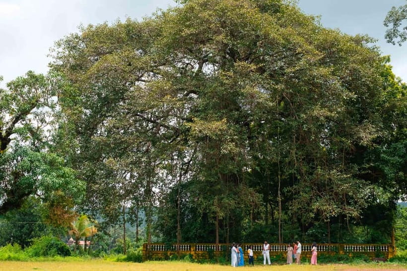North Goa: Mulgao Village and Coconut Farming Experience - Lunch under the coconut palms