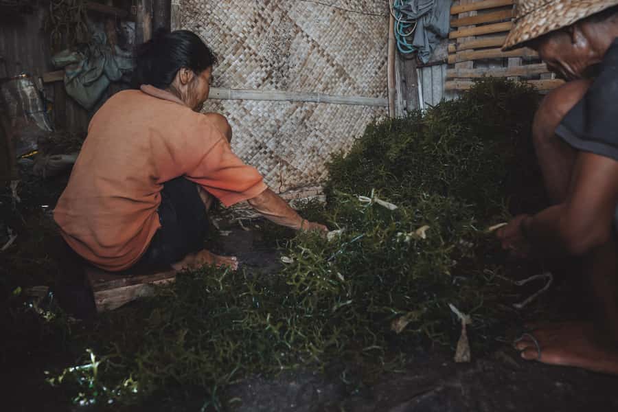 Nusa Penida: Ecotourism, Seaweed Farming & East Tour - Key points to know before booking