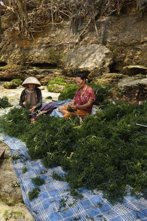 Nusa Penida: Ecotourism, Seaweed Farming & East Tour - Why seaweed farming makes this tour different