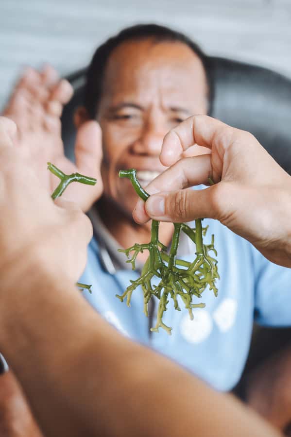 Nusa Penida: Ecotourism, Seaweed Farming & East Tour - Meeting the people behind the farm