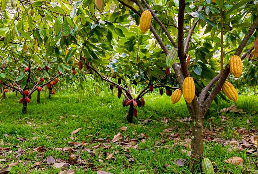 Oahu: Chocolate Farm Tour with Tasting - Kamananui Cacao - Walking the orchard and learning how cacao grows