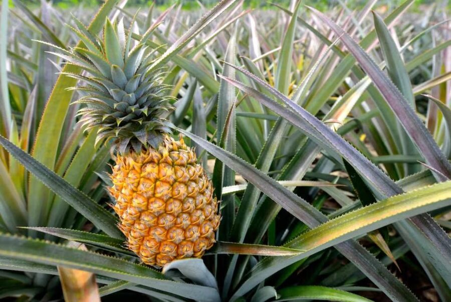 Oahu: North Shore Dole Pineapple Farm Tour - Key details before you book