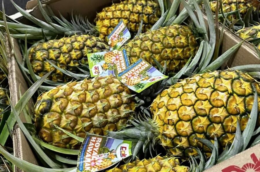 Oahu: North Shore Dole Pineapple Farm Tour - Why the pineapple fields are the heart of the day