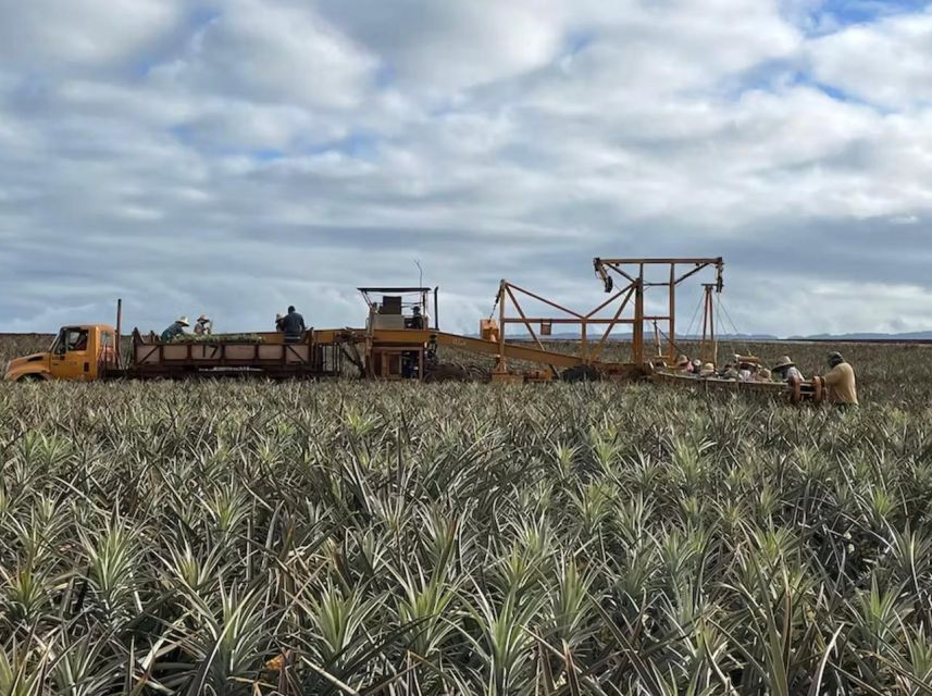 Oahu: North Shore Dole Pineapple Farm Tour - Pickup, walking, and what to wear