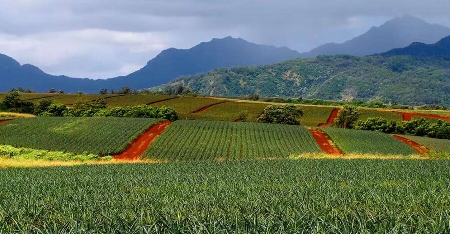 Oahu: North Shore Dole Pineapple Farm Tour - Greenworld Coffee Farm starts the morning
