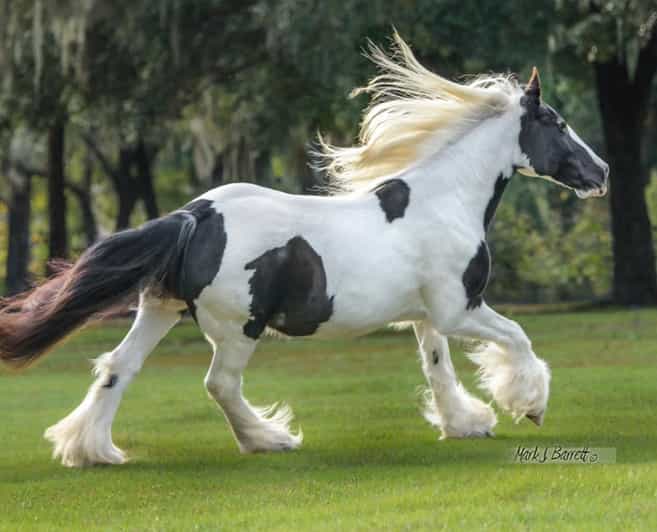 Ocala: Gypsy Gold Horse Farm Guided Walking Tour - Why Gypsy Gold Farm Is More Than a Horse Show