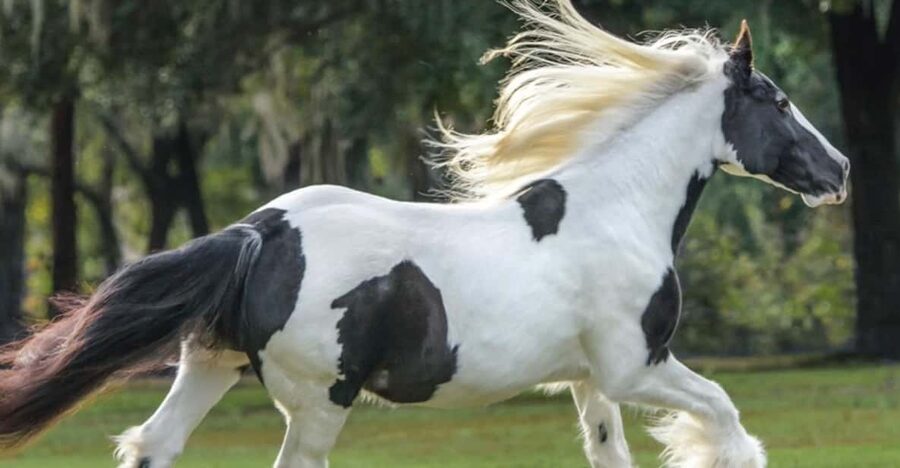 Ocala: Gypsy Gold Horse Farm Guided Walking Tour - Walking Among Horses, Mules, and Donkeys