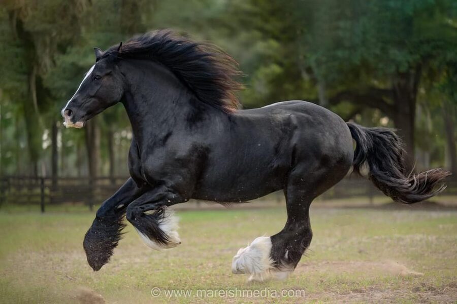 Ocala: Gypsy Gold Horse Farm Guided Walking Tour - What Makes the Farm Feel Personal