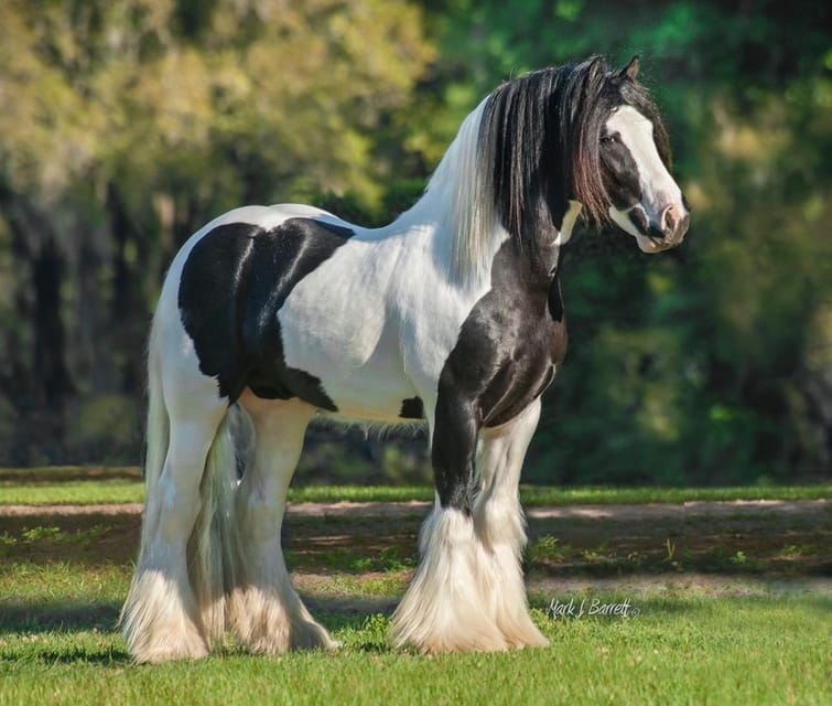 Ocala: Gypsy Gold Horse Farm Guided Walking Tour - Preparing for Florida Sun and Farm Paths