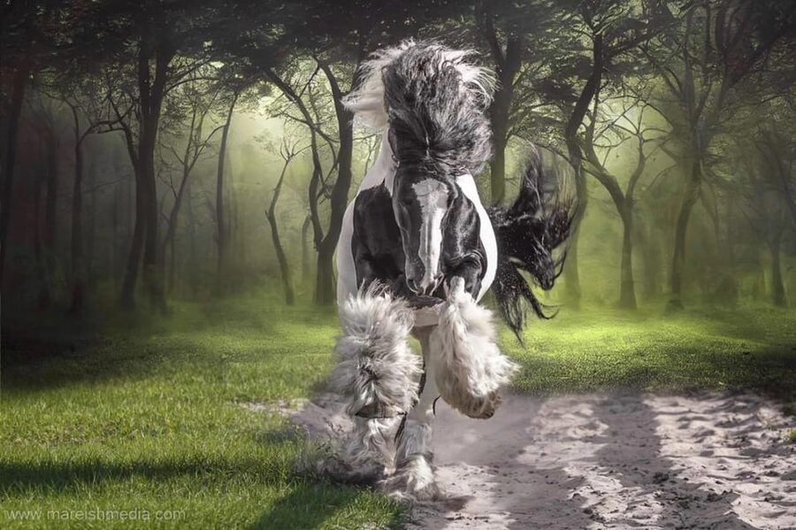Ocala: Gypsy Gold Horse Farm Guided Walking Tour - Should You Visit Gypsy Gold Horse Farm?