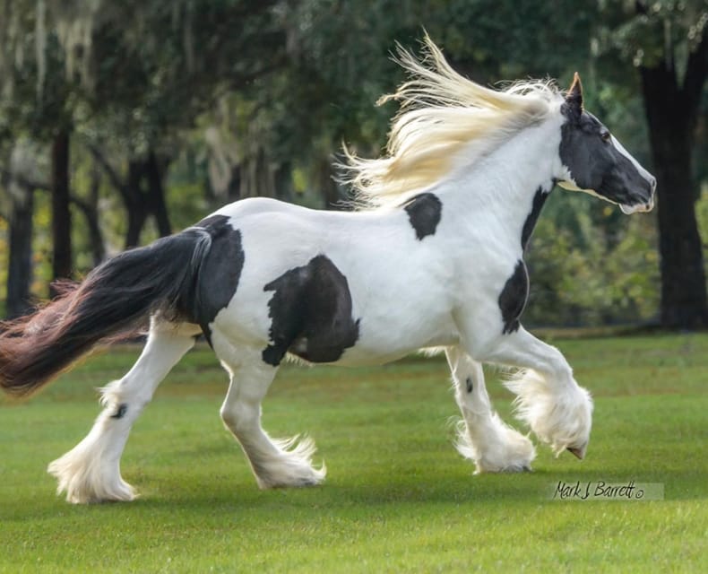 Ocala: Gypsy Gold Horse Farm Guided Walking Tour - The Opening Talk With Dennis Thompson