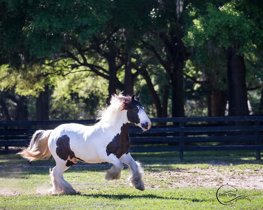 Ocala: Gypsy Gold Horse Farm Horses & History Tour - Why Gypsy Gold is more than a horse farm visit