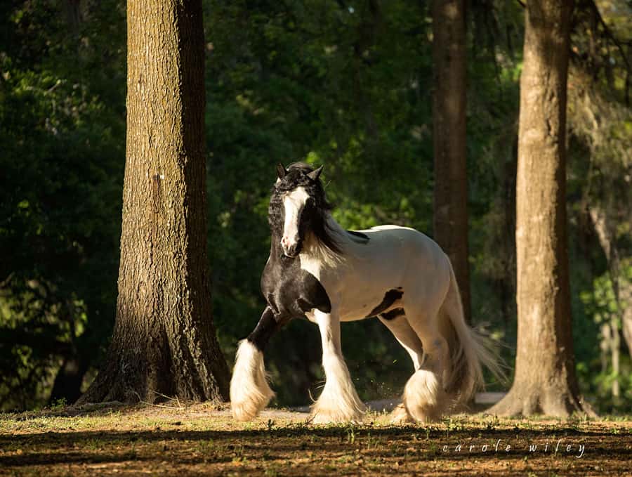 Ocala: Gypsy Gold Horse Farm Horses & History Tour - Meeting the first 16 registered horses