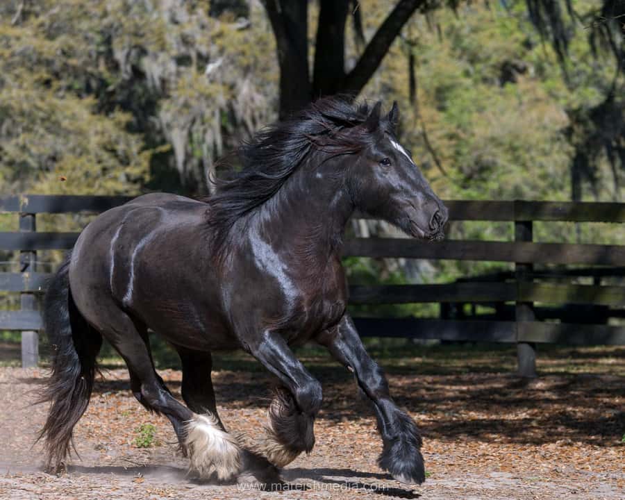 Ocala: Gypsy Gold Horse Farm Horses & History Tour - Is $50 per person a fair price?